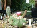 Lophophora jourdaniana_1